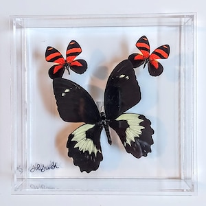 butterfly display, framed butterflies, mounted butterflies, butterfly art, real butterfly artwork, butterflies in acrylic cases
