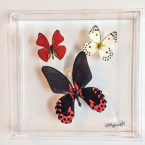 butterfly display, framed butterflies, mounted butterflies, butterfly art, real butterfly artwork, butterflies in acrylic cases