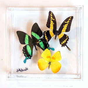 butterfly display, framed butterflies, mounted butterflies, butterfly art, real butterfly artwork, butterflies in acrylic cases