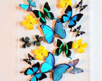 framed butterflies, butterfly displays, mounted butterflies, butterfly art, real butterfly artwork, butterflies in acrylic cases