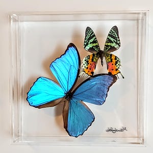 butterfly display, framed butterflies, mounted butterflies, butterfly art, real butterfly artwork, butterflies in acrylic cases