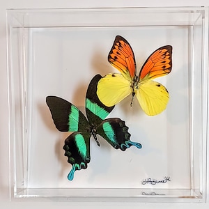 butterfly display, framed butterflies, mounted butterflies, butterfly art, real butterfly artwork, butterflies in acrylic cases