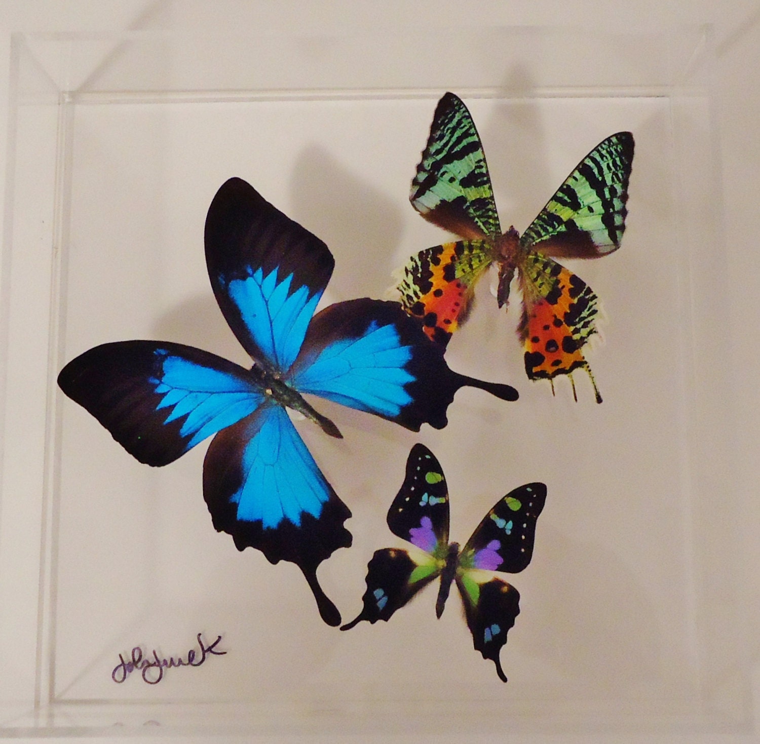 Butterfly display framed butterflies mounted butterflies Etsy