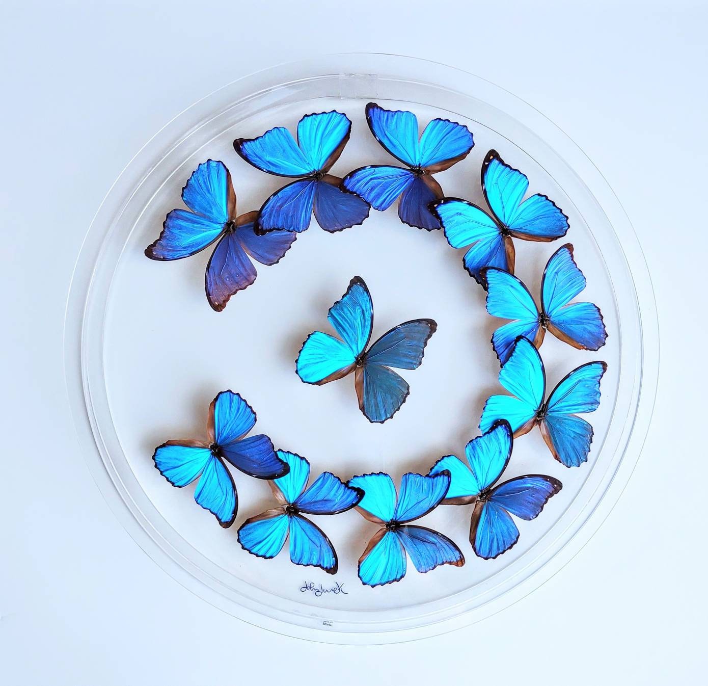 butterfly display, framed butterflies, mounted butterflies, butterfly art, preserved butterfly, butterfly taxidermy, butterfly collection