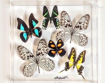 10x10 NEW!, Real butterfly display, Real butterflies mounted in an acrylic display , framed butterflies, morpho, butterfly art