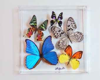 butterfly display, framed butterflies, mounted butterflies, butterfly art, real butterfly artwork, butterflies in acrylic cases