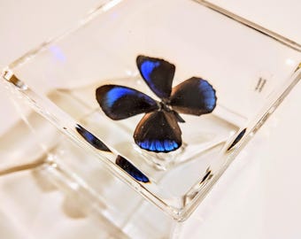 butterfly display, framed butterflies, mounted butterflies, butterfly art, real butterfly artwork, butterflies in acrylic cases