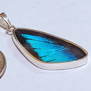 butterfly wing pendant, real butterfly, butterfly wing pendant, butterfly wing earrings real butterfly gifts, jewelry with butterfly wings
