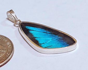 butterfly wing pendant, real butterfly, butterfly wing pendant, butterfly wing earrings real butterfly gifts, jewelry with butterfly wings