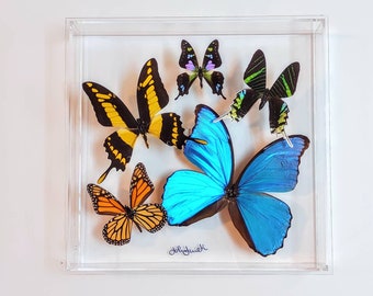 オオカバマダラの額入り標本（Danaus plexippus）倫理的に調達された