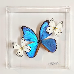 May include: A framed display featuring three butterflies. The central butterfly has vibrant blue wings, while the other two are white with black spots. The butterflies are encased in a clear acrylic box, creating a modern, artistic presentation.