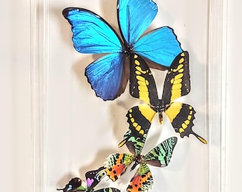 8x12" butterfly display, framed butterflies, mounted butterflies,real butterfly art, butterflies in acrylic cases