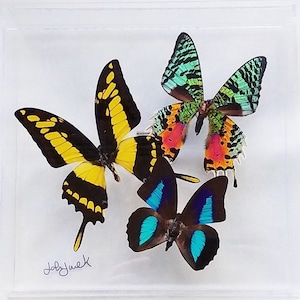 butterfly display, framed butterflies, mounted butterflies, butterfly art, real butterfly artwork, butterflies in acrylic cases