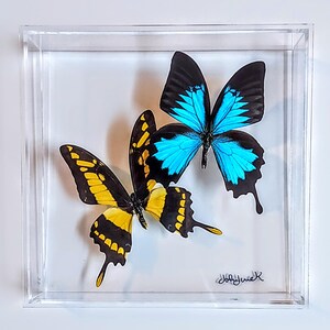 butterfly display, framed butterflies, mounted butterflies, butterfly art, real butterfly artwork, butterflies in acrylic cases