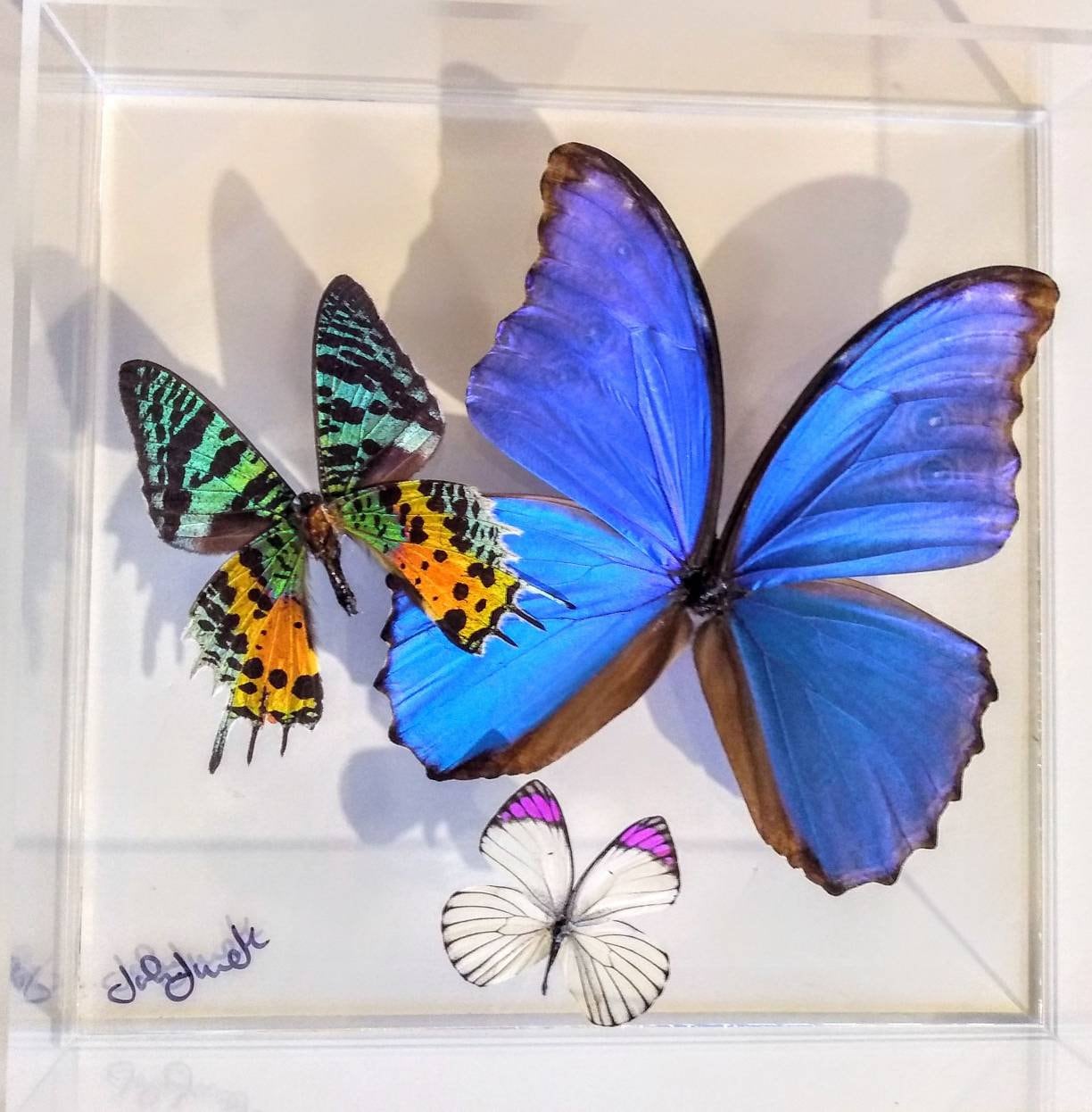 butterfly display, framed butterflies, mounted butterflies, butterfly art, real butterfly artwork, butterflies in acrylic cases