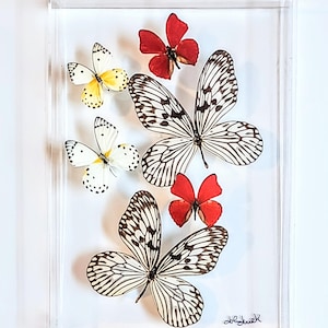 May include: A framed display of five butterflies, including two black and white butterflies, two red butterflies, and one yellow and white butterfly. The butterflies are mounted on a white background and the frame is clear.