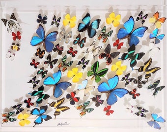 25x35 Mounted butterflies, real butterfly, butterfly display, framed butterflies, mounted butterflies, preserved butterfly