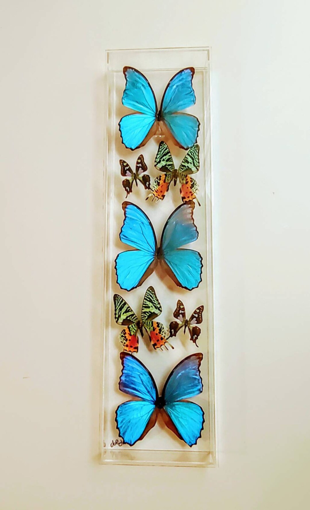 Butterfly Display, Framed Butterflies, Mounted Butterflies, Butterfly ...