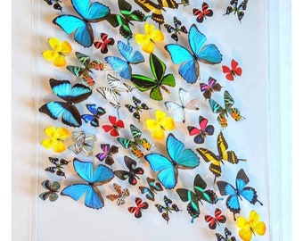25x35 Mounted butterflies, real butterfly, butterfly display, framed butterflies, mounted butterflies, preserved butterfly