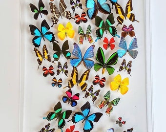 butterfly display, framed butterflies, mounted butterflies, preserved butterfly