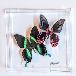 butterfly display, framed butterflies, mounted butterflies, butterfly art, real butterfly artwork, butterflies in acrylic cases