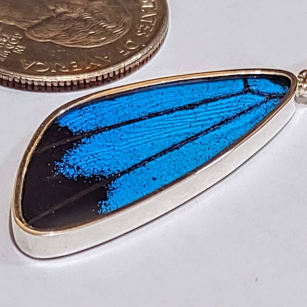 butterfly wing pendant, real butterfly, butterfly wing pendant, butterfly wing earrings real butterfly gifts, jewelry with butterfly wings