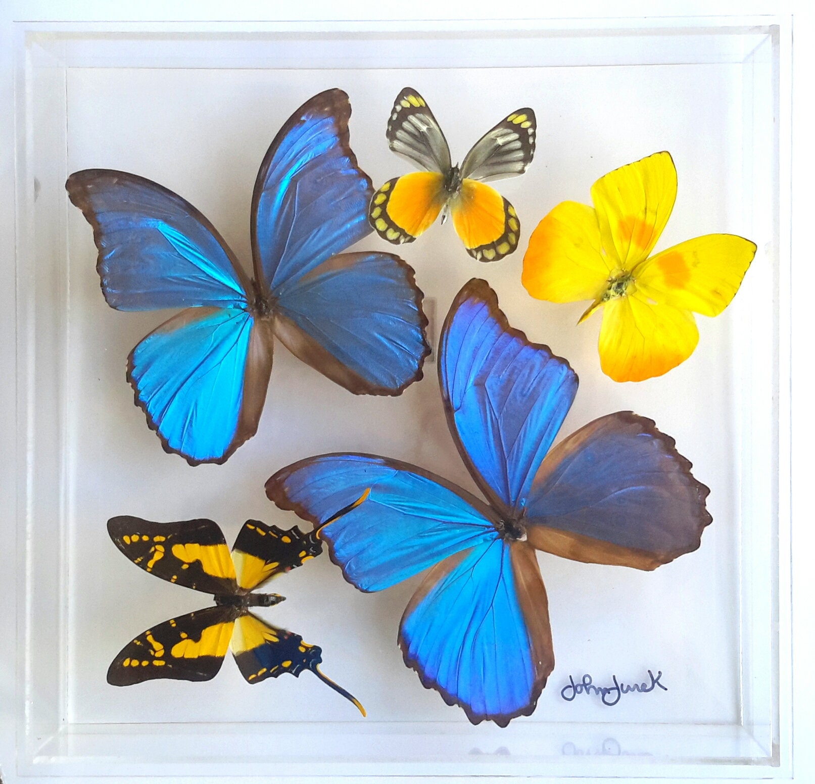 Butterfly display framed butterflies mounted butterflies Etsy