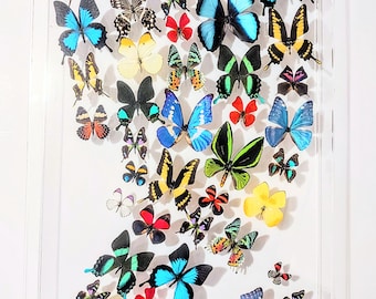 20x30 Mounted butterflies, real butterfly, butterfly display, framed butterflies, mounted butterflies, preserved butterfly