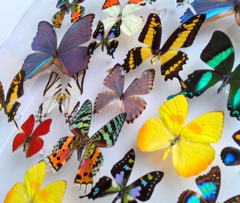 Butterfly Display Framed Butterflies Mounted Butterflies Etsy