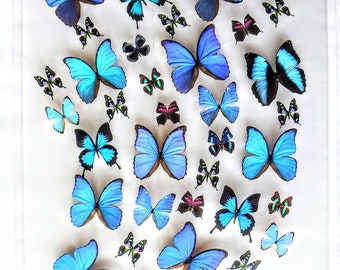 25x35 Mounted butterflies, real butterfly, butterfly display, framed butterflies, mounted butterflies, preserved butterfly