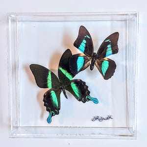 butterfly display, framed butterflies, mounted butterflies, butterfly art, real butterfly artwork, butterflies in acrylic cases