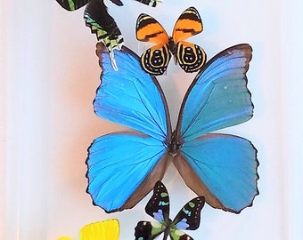 NUEVA exhibición de mariposas de 8x12", mariposas enmarcadas, mariposas montadas, arte de mariposas real, mariposas en cajas acrílicas, mariposa montada