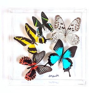 May include: A clear acrylic display case containing six colorful butterflies. The butterflies feature a variety of patterns and colors, including black, yellow, blue, red, and white. The butterflies are arranged against a white background.