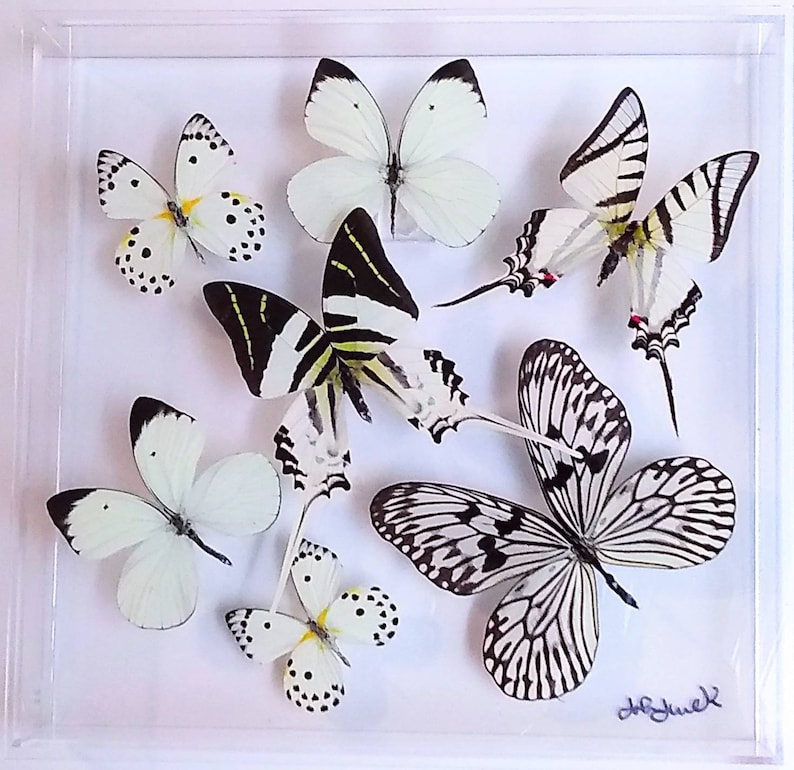 Butterfly Display Framed Butterflies Mounted Butterflies Etsy