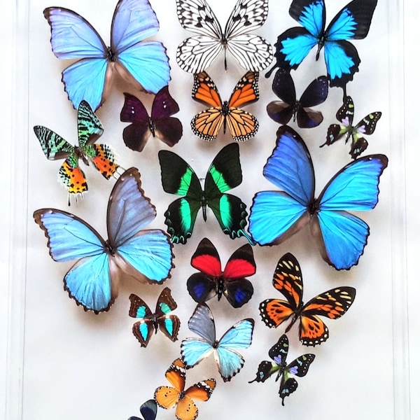 Butterfly Artwork Etsy