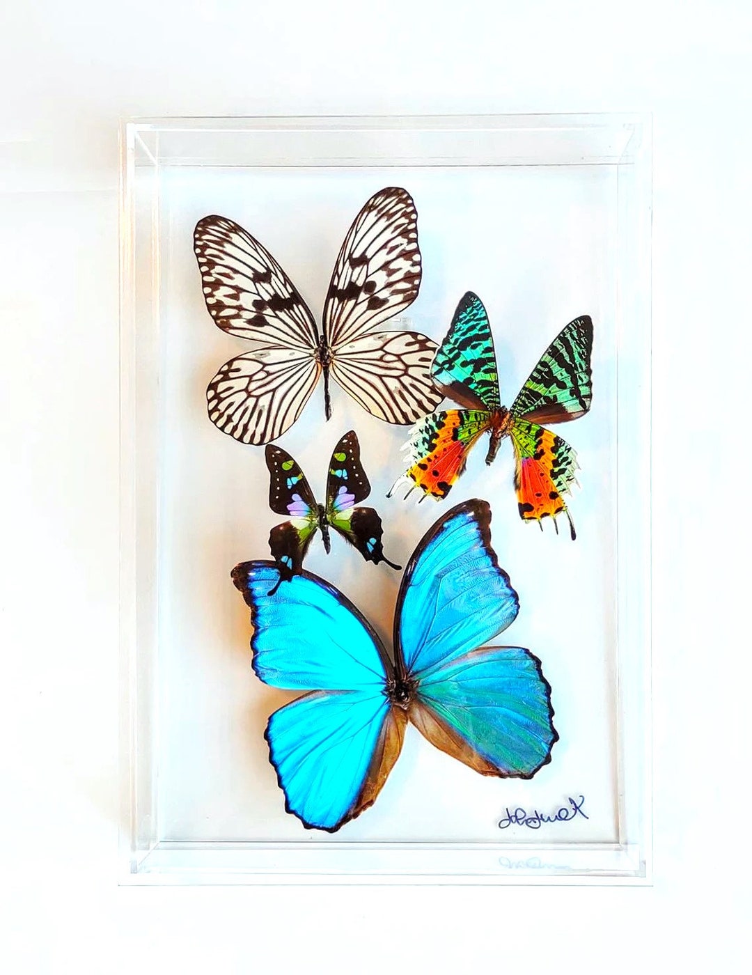 Butterfly Display, Framed Butterflies, Mounted Butterflies, Butterfly ...
