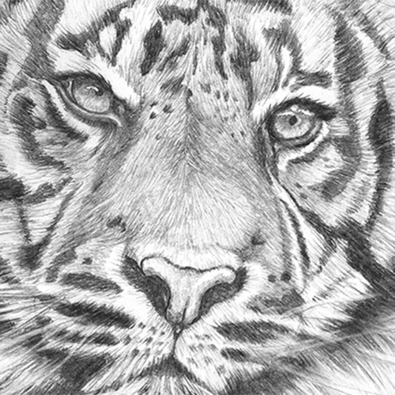 Dessin Réaliste Animaux Sauvage Facile Crayon Graphite téléchargement Illustration réaliste tigre | Etsy