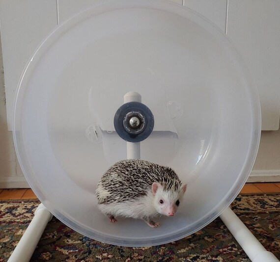 Hedgehog litter pan cheap