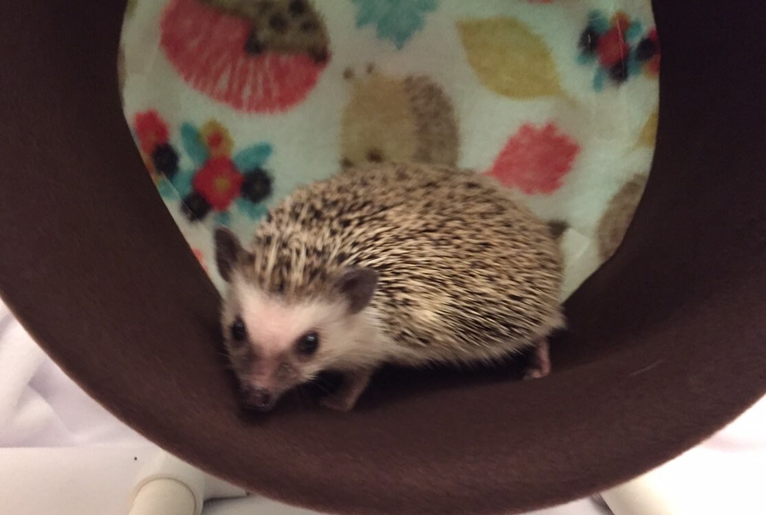 Carolina Storm Bucket Wheel Covers Fall Hedgehogs you Choose Etsy