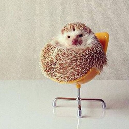 Hedgehog Bed / Small Animal Cave / Small Pet Bed / Felted Pet Etsy