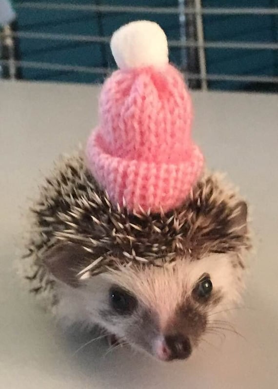 hedgehogs in hats