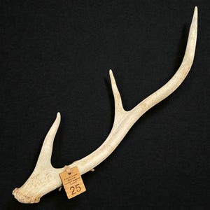 May include: A light beige deer antler with a smooth, curved main beam and two distinct tines. A small, square wooden tag is attached to the base with twine, featuring the text Ethically Sourced Rare Find Found in Cairngorms Scotland and the number 25.