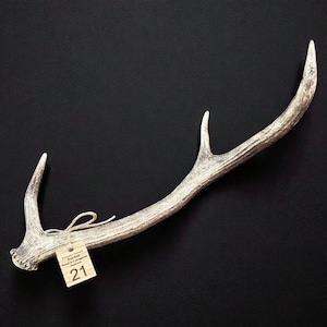 May include: A single weathered deer antler with a textured, light grey surface. A small, light-coloured rectangular tag is tied to the base with string, featuring the text "Ethically Sourced Raw Find Found in Cairngorms Scotland" and the number "21".