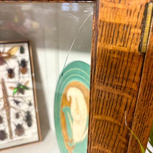 K&ouml;nnte beinhalten: Nahaufnahme eines Holzschranks mit Glast&uuml;r. Im Inneren ist eine gerahmte Insektenausstellung zu sehen, zusammen mit einem dekorativen Teller mit einer Frauensilhouette in T&uuml;rkis und Gold. Die Holzmaserung des Schranks ist deutlich sichtbar.