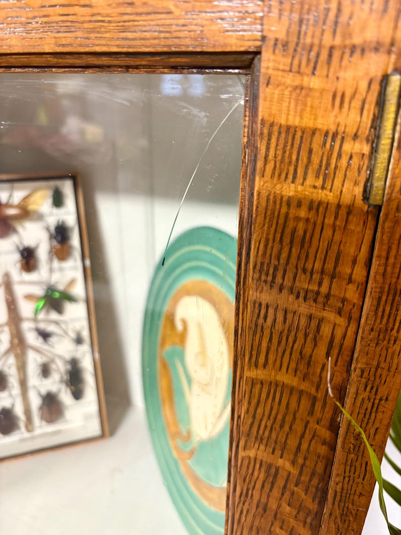 K&ouml;nnte beinhalten: Nahaufnahme eines Holzschranks mit Glast&uuml;r. Im Inneren ist eine gerahmte Insektenausstellung zu sehen, zusammen mit einem dekorativen Teller mit einer Frauensilhouette in T&uuml;rkis und Gold. Die Holzmaserung des Schranks ist deutlich sichtbar.