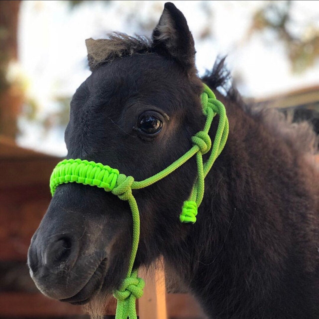 Miniature Horse Foal Halter,miniature Horse,mini Halter,pony Halter