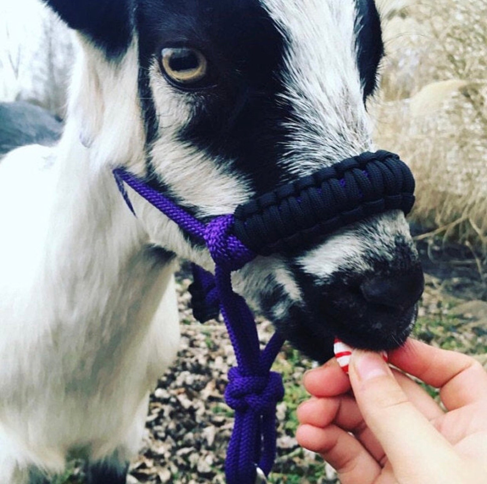 Goat/sheep Rope Halter Etsy