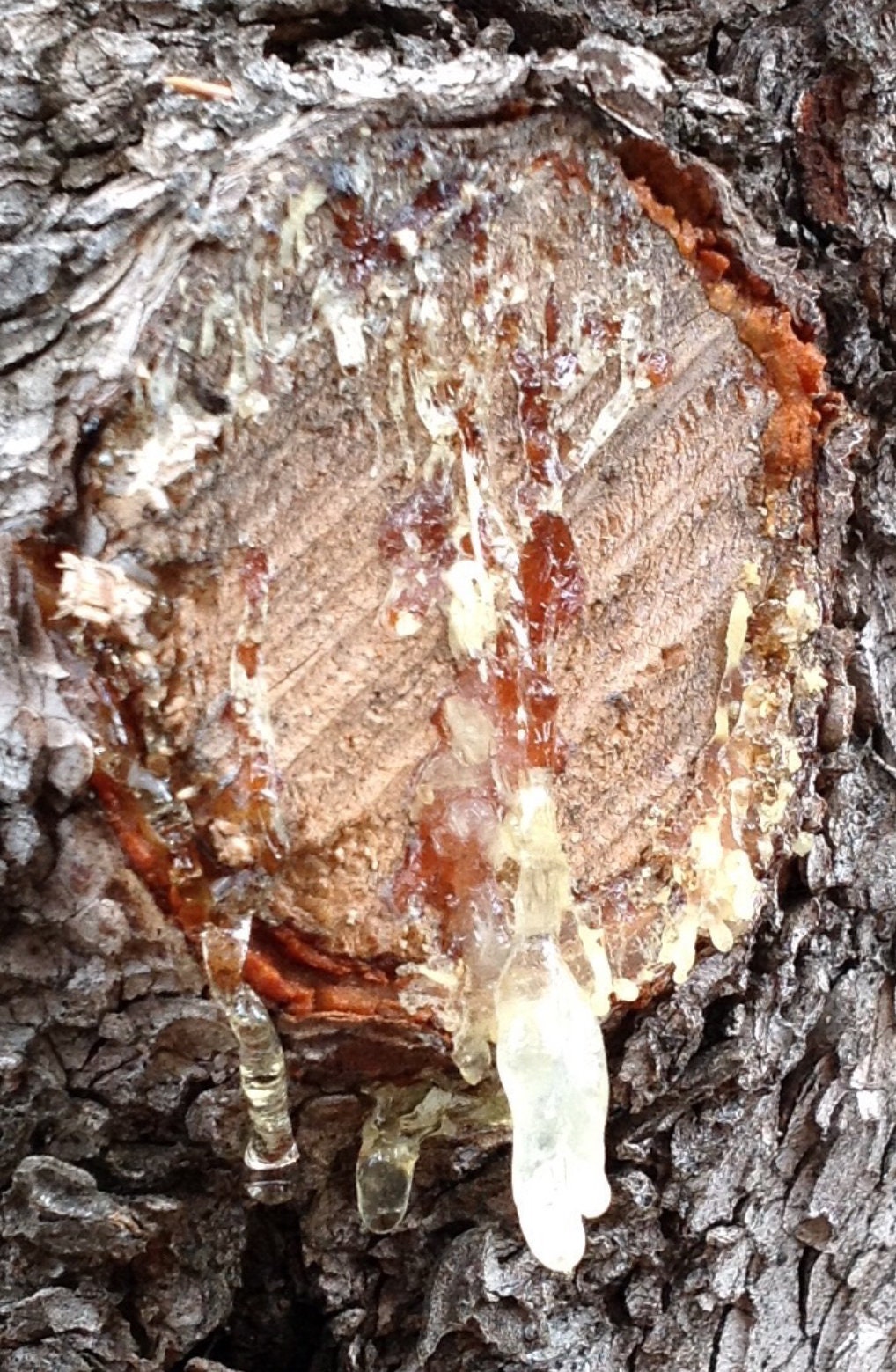 Buy Pine Rosin - Tree Resin for Making Beeswax Food Wraps, Food Grade Pine  Resin Natural Hand Grip Enhancer Gum Nugget Rock Form Online at  desertcartINDIA