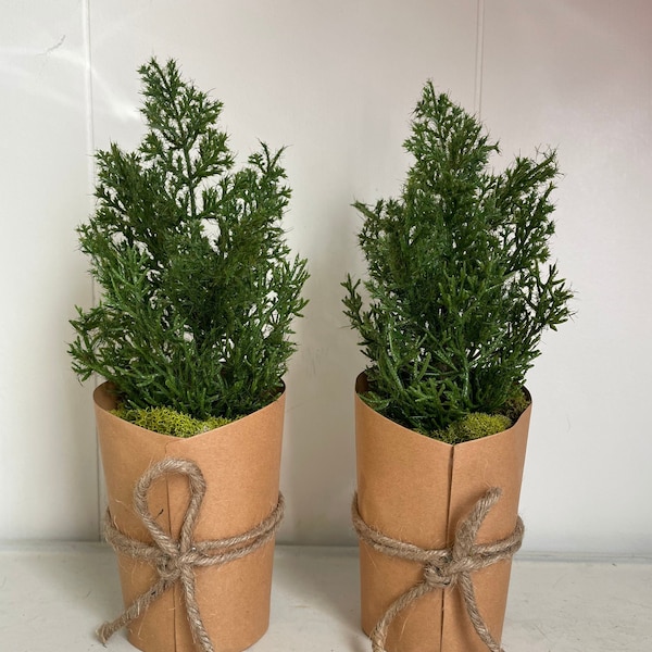 Cedar Seedling in Paper Wrapped Container. 9 inch Tall Faux Cedar Seedling. Artificial Cedar Plant for Tabletop, Holidays. Windowsill Decor