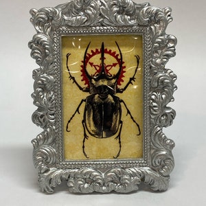 Small Framed Beetle Print Bug 4